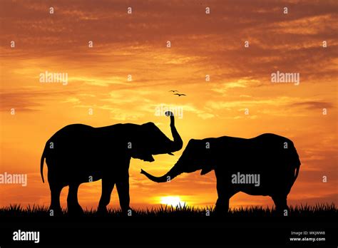 elephant silhouette at sunset Stock Photo - Alamy