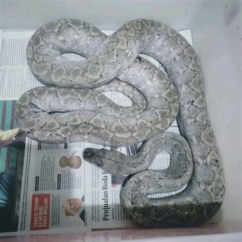 Reticulated Python Breeding – Reptile Legends