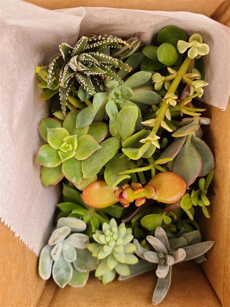 25 Varieties of Assorted Succulent Plant Cuttings $16.99 | Grelly