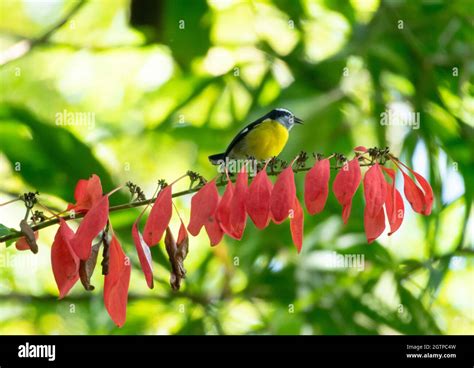 A Bananaquit chirping on the national flower of Trinidad W.I., the ...