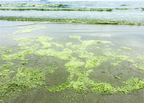 Premium Photo | Algae bloom