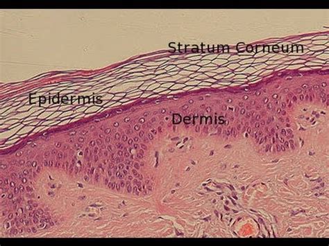 Layers of the Epidermis - YouTube