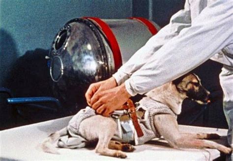 Remembering Laika, the First Space Dog That Went on a Journey Without a Return - Women Daily ...