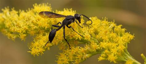 Black Wasp in Texas: Identification & Control Tips | ABC Blog