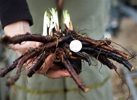 Comfrey, Russian Root Crown Cutting (Bocking 14 Cultivar), organic ...