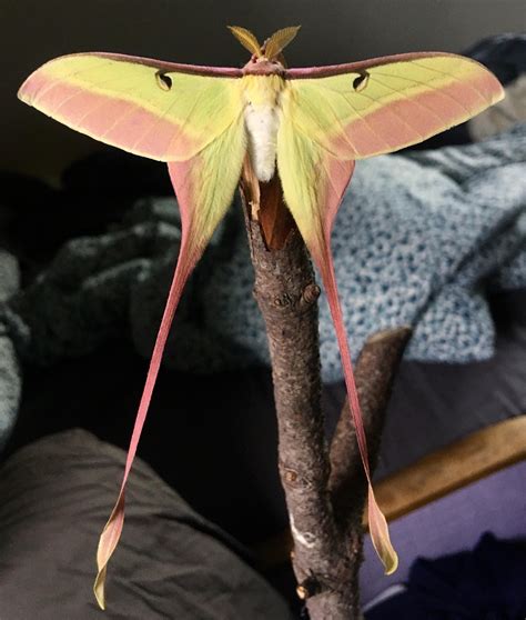 Chinese Luna Moth: Identification, Life Cycle, Facts & Pictures