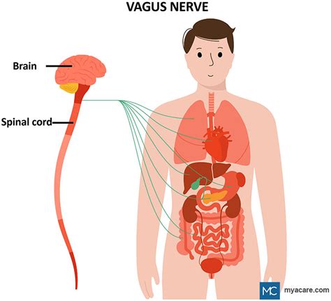 THE VAGUS NERVE: WHAT IS IT, AND WHAT ISSUES AFFECT IT? | Mya Care