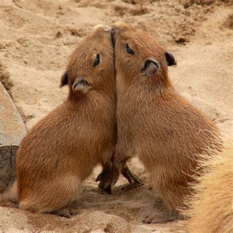 capybara babies : r/capybara