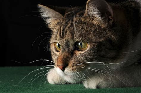 Cat hunting stock photo. Image of animal, background - 18797936