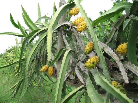 Golden Dragon Fruit Yellow Dragonfruit Hylocereus megalanthus - 15 Seeds