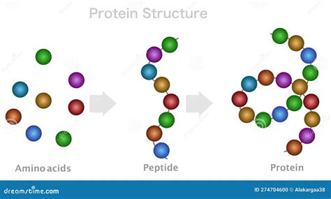 Protein Structure, Amino Acid, Peptide Chain, Polypeptide. DNA Formation, Protein Compound ...