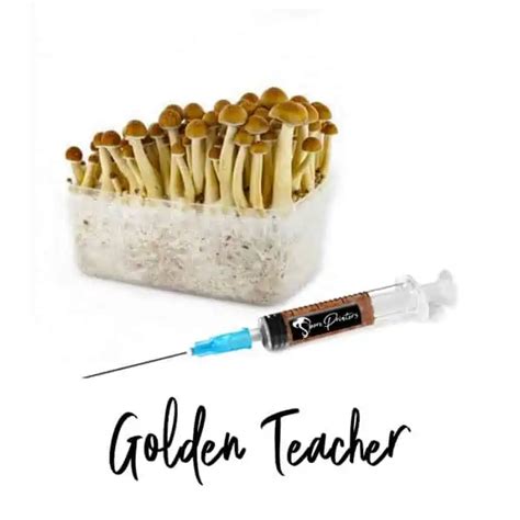 Golden Teacher Spore Syringe | Buy Golden Teacher Spores