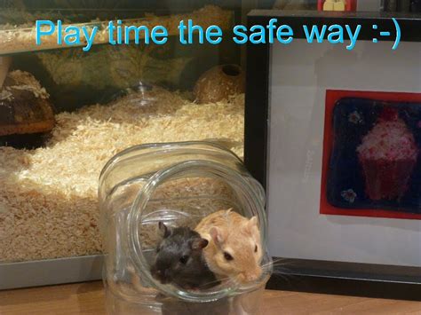 Gerbil Care. Gerbil, Old Age, Play Time, Future, Pets, Care, Animals, Future Tense, Animales