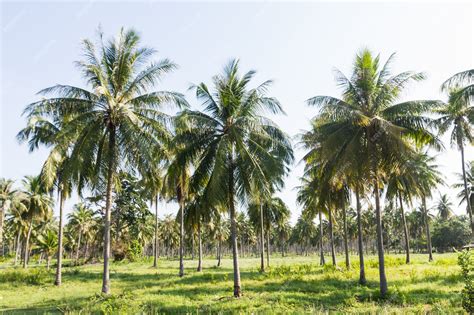 Premium Photo | Coconut plantation