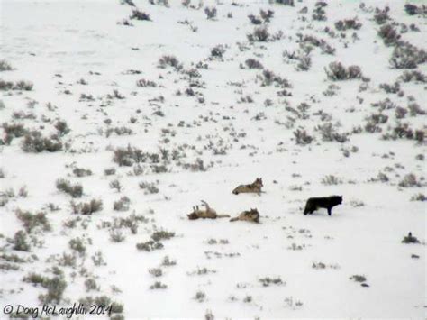 Yellowstone Wolf: Tracking the Packs