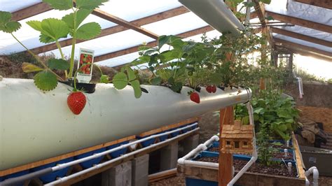 Walipini and Aquaponics: The Walipini growing season | Backyard ...