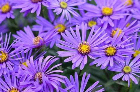 Pick of the Week: Asters - Pacifica Landscapes