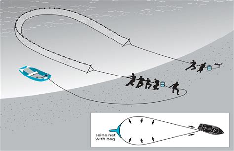 Beach seine fishing (www.fish.gov.au) | Download Scientific Diagram