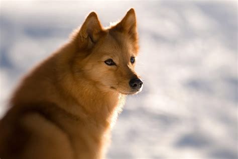 13 Dogs That Look Like a Fox | Reader's Digest