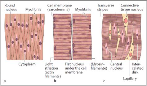 Cardiac Muscle Striations