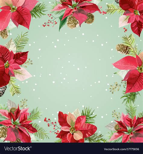 Christmas winter poinsettia flowers background Vector Image