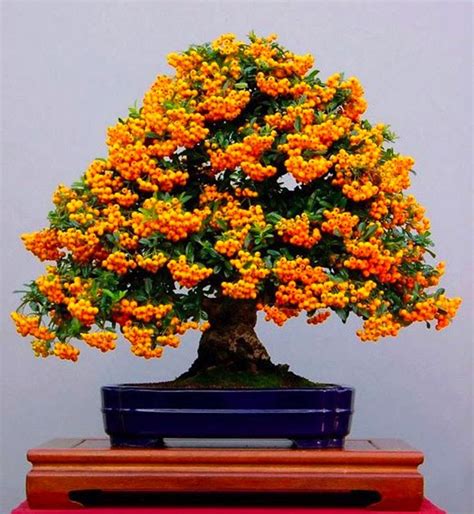 Firethorn Bonsai: Blazing Red Berries – Stone Lantern