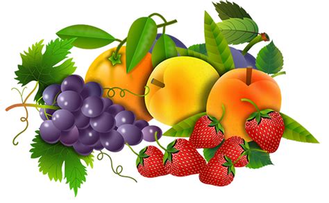 Fruit Clipart Drawings