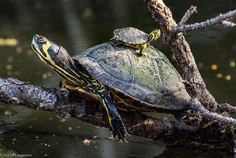 Pond slider turtles at Hilton Head Island, South Carolina. Photo by ...