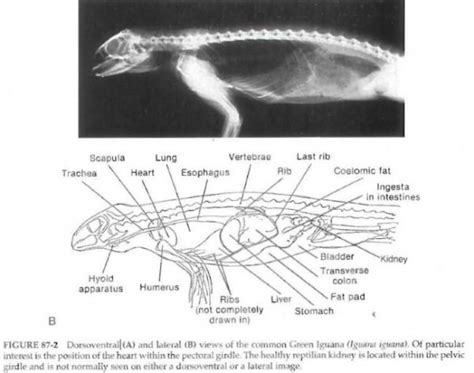 Anatomy of the green iguana | Our Reptile Forum