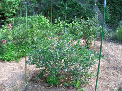 Blueberry Bush Plant Food at Barbara Parker blog