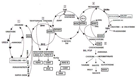 The Yasko Methylation Cycle: This figure shows the Methylation pathway... | Download Scientific ...