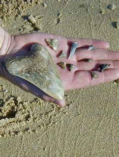 Megalodon shark teeth fosill beach westmoreland state park… | Flickr