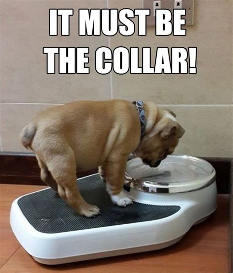 It must be the collar. Funny weight loss memes. Weight loss jokes. Funny Diet Memes, Diet Humor ...