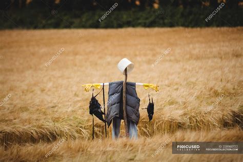 Scarecrow in wheat field on sunny day — Agricultural Field, farmland ...