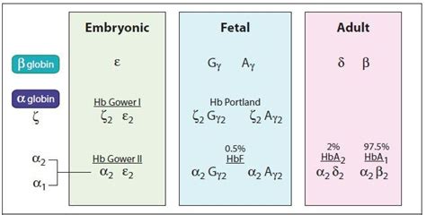 6 Hemoglobin and Myoglobin | Basicmedical Key