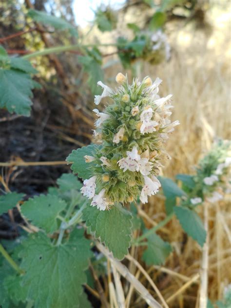 Nepeta cataria – Treasures of the Boise Front