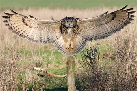 Great Horned Owl coming in for a landing. Beautiful. | Oiseau hibou, Chouette harfang, Tatouage ...