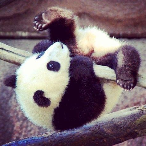 Pandas at San Diego Zoo : aww