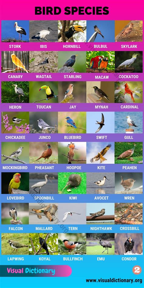 Types of Birds: Great List of 80 Birds by Common Names around the World ...