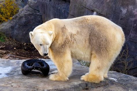 View of a Beautiful Polar Bear in Its Habitat Stock Photo - Image of ...