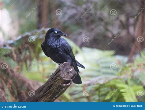 A Crow Sitting In A Tree With A Full Moon In Background Royalty-Free ...