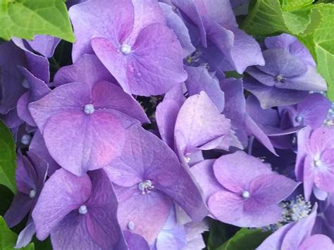 Early Blue Hydrangea Care Guide – World of Garden Plants