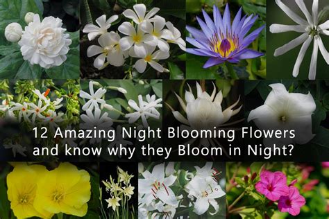 12 Amazing Night Blooming Flowers | Night Blooming Flowers - Plants ...