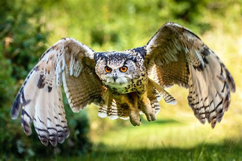 The silent flight of owls is one of nature’s great mysteries - Earth.com