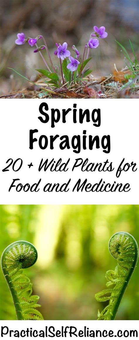 Spring Foraging ~ 20+ Wild Spring Edibles | Edible wild plants, Wild food foraging, Edible plants