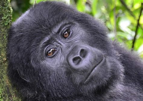 Volcanoes National Park | Gorilla Trekking in Rwanda.