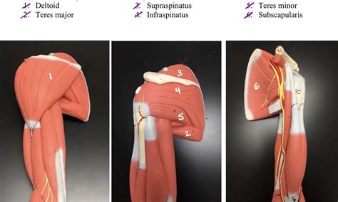 Glenohumeral Muscles Diagram | Quizlet