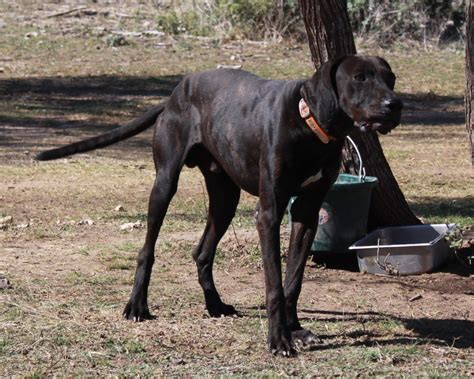 Plott Hound - Puppies, Rescue, Pictures, Information, Temperament, Characteristics | Animals Breeds