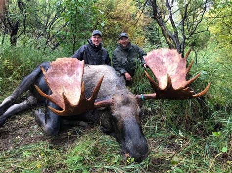 Guided Alaska Moose Hunt | Huge Alaska Trophy Moose 2021