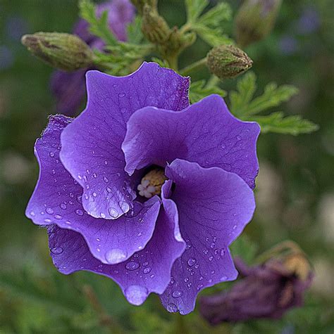 Australian Native Hibiscus | Beautiful flowers, Unusual flowers, Australian flowers